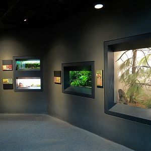Tropical Discovery - Cypress Swamps Exhibits