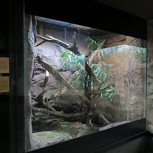 Tropical Discovery - Dragons of Komodo - Black Tree Monitor and Philippine