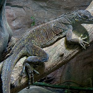 Tropical Discovery - Dragons of Komodo - Black Tree Monitor and Philippine