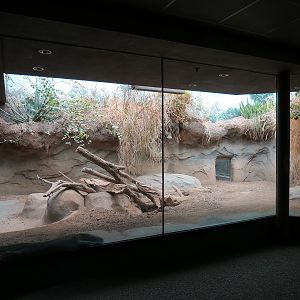 Tropical Discovery - Dragons of Komodo - Komodo Dragon Exhibit 1