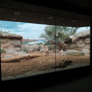 Tropical Discovery - Dragons of Komodo - Komodo Dragon Exhibit 2