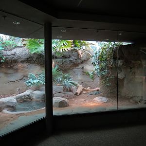 Tropical Discovery - Dragons of Komodo - Rhinoceros Iguana Exhibit