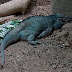 Tropical Discovery - Dragons of Komodo - Rhinoceros Iguana Exhibit