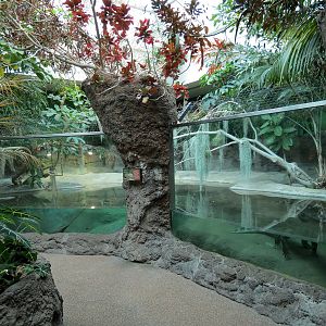 Tropical Discovery - Siamese Crocodile Exhibit