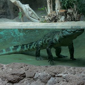 Tropical Discovery - Siamese Crocodile Exhibit
