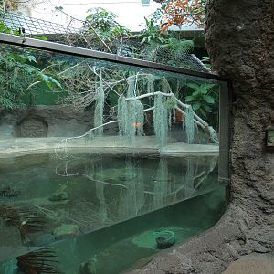 Tropical Discovery - Siamese Crocodile Exhibit