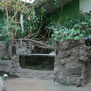 Tropical Discovery - Matamata Turtle Exhibit