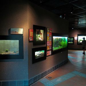 Tropical Discovery - Final Hallway Exhibits