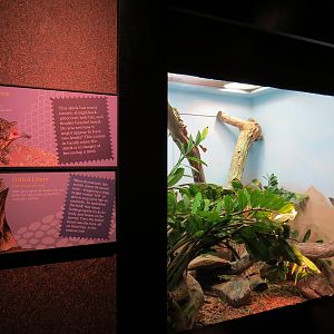 Tropical Discovery - Frilled Lizard and Shingleback Skink Exhibit