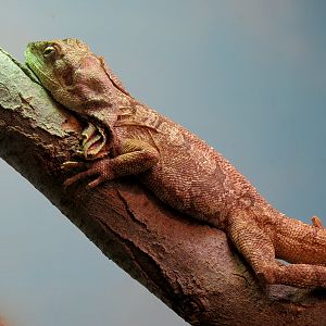 Tropical Discovery - Frilled Lizard and Shingleback Skink Exhibit
