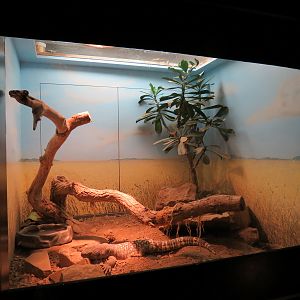 Tropical Discovery - Mexican Beaded Lizard Exhibit