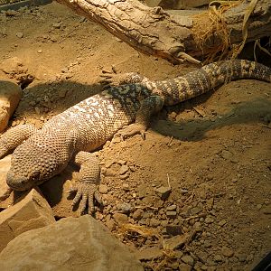 Tropical Discovery - Mexican Beaded Lizard Exhibit