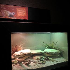 Tropical Discovery - Brent's Spiny-tailed Lizard Exhibit