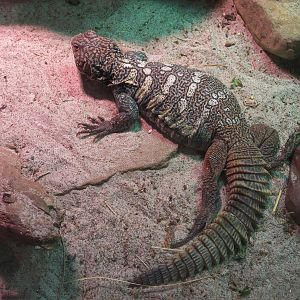Tropical Discovery - Brent's Spiny-tailed Lizard Exhibit