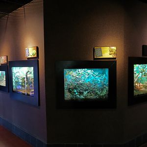 Tropical Discovery - Final Hallway Exhibits