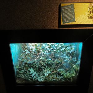 Tropical Discovery - Horned Bush Viper Exhibit