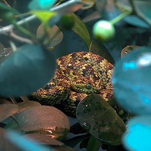 Tropical Discovery - Horned Bush Viper Exhibit