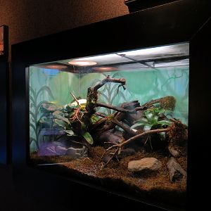 Tropical Discovery - Side-striped Palm Viper Exhibit