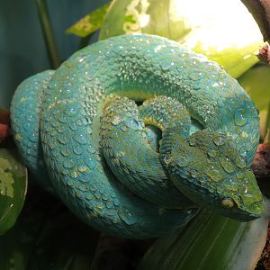 Tropical Discovery - Side-striped Palm Viper Exhibit