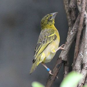 Village weaver
