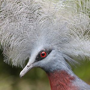 Red-breasted crowned pigeon