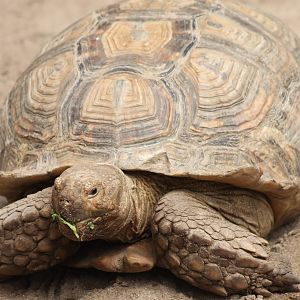 African spurred tortoise