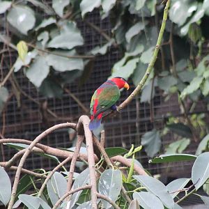 Black-capped lory