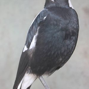 Australian magpie