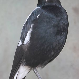 Australian magpie