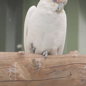 Little corella