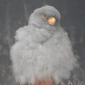 Red-footed falcon