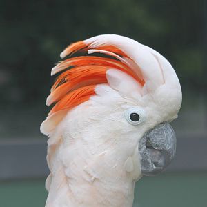 Salmon-crested cockatoo
