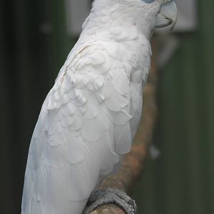 Ducorp's cockatoo