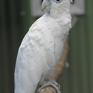 Ducorp's cockatoo