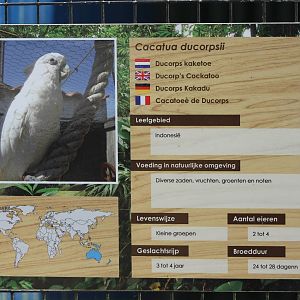 Sign Ducorp's cockatoo