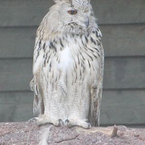 Siberian eagle owl