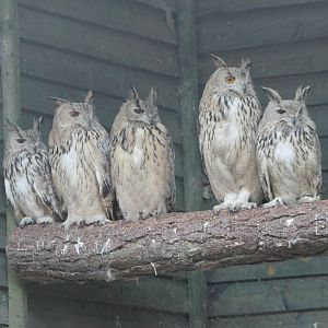 Siberian eagle owls