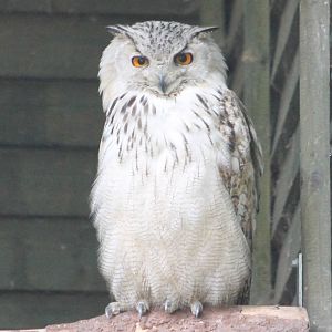 Siberian eagle owl