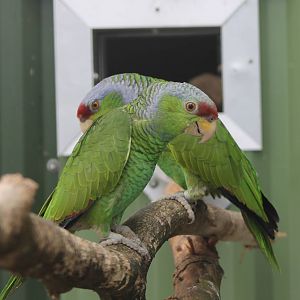 Lilac-crowned amazons