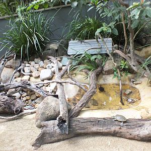 Three Species of Turtle and Water Dragon Enclosure