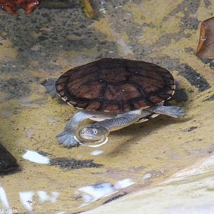 Eastern Long-necked Turtle