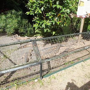 More Freshwater Crocodiles