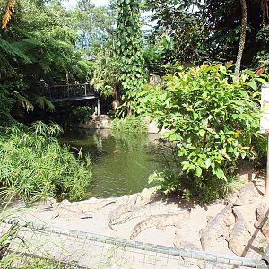 Even More Freshwater Crocodiles and Enclosure