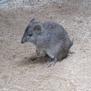 Long-nosed Potoroo