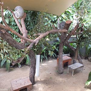 Koalas in Enclosure