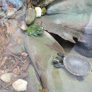 Green Tree Frog and Krefft's Turtle