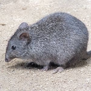 Long-nosed Potoroo