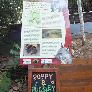 Wombat Sign