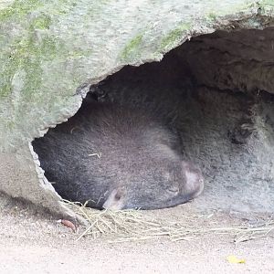 Sleeping Common Wombat