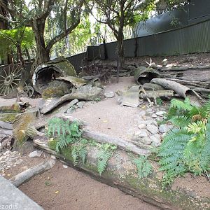 Wombat Enclosure